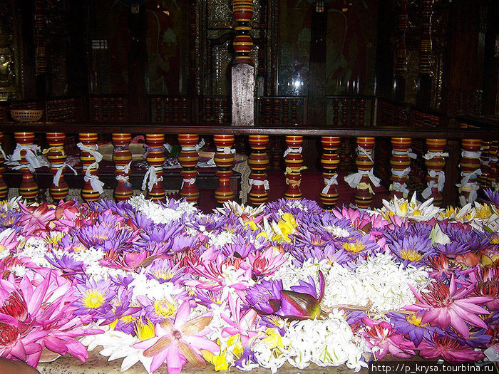 Цветы на алтаре Канди, Шри-Ланка