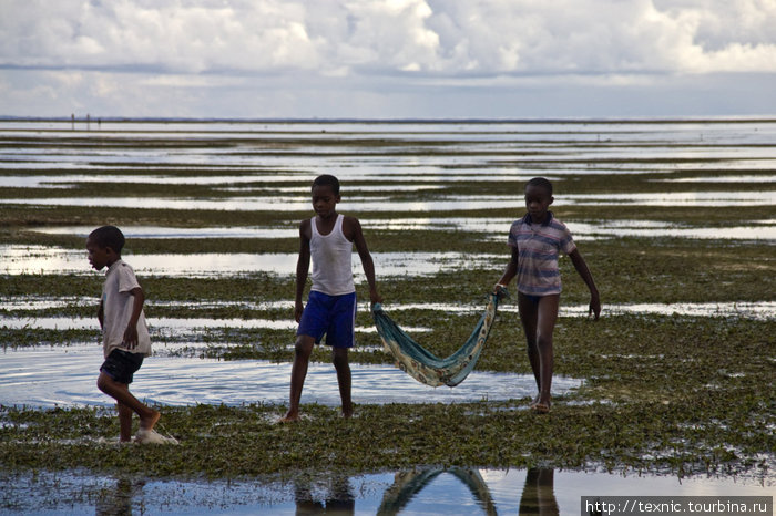 Дети ловят мальков Остров Занзибар, Танзания