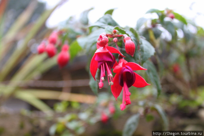 Колокольчики-цветочки Баньос, Эквадор