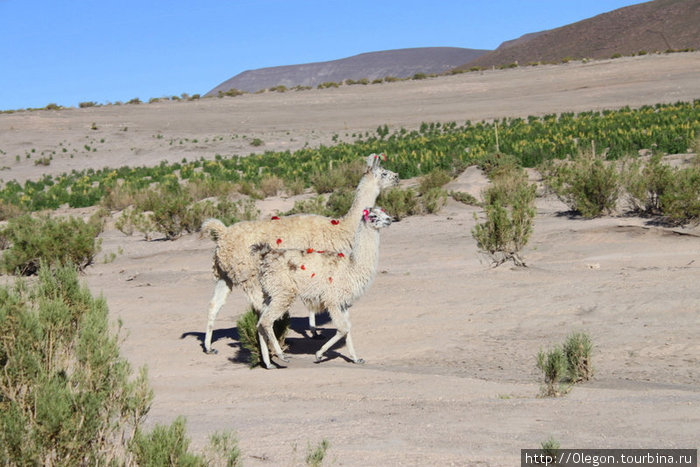 Ламы с косичками Уюни, Боливия