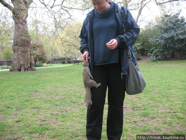 Кормим белок в Сент-Джеймс парке Лондон, Великобритания