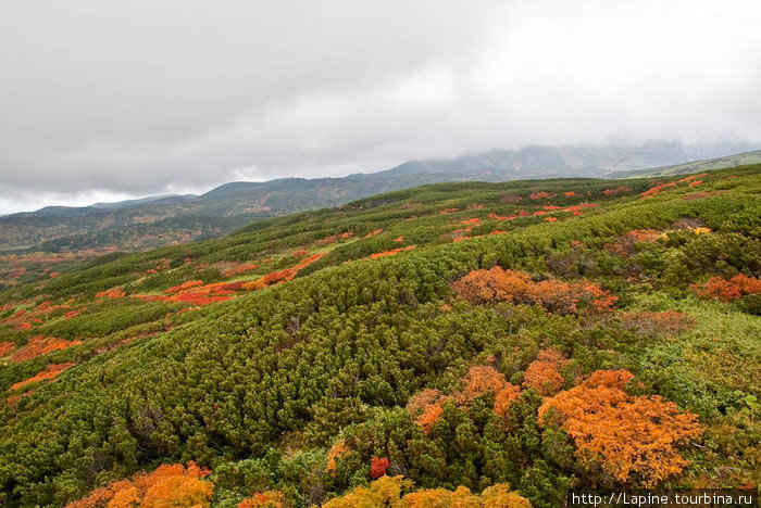 Поднялись на канатке на высоту ок. 1600 м над уровнем моря Национальный парк Дайсецудзан, Япония