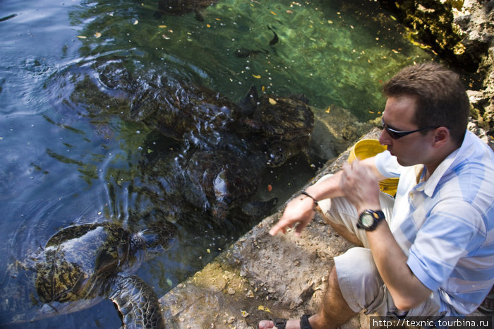 Маяк и морские черепахи Нунгви, Танзания