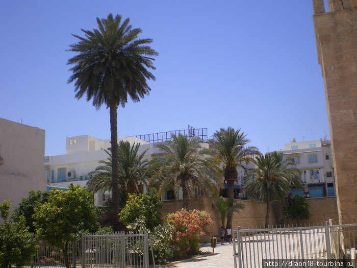 Сусс Сусс, Тунис