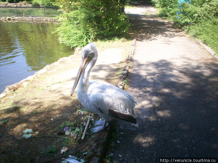 Пеликан у пруда Нижнего парка. Сочи, Россия