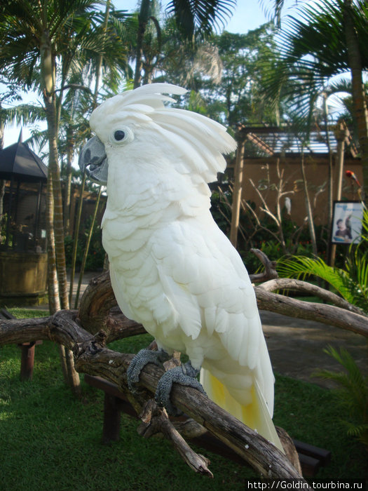 Парк птиц и рептилий. Нуса-Дуа, Индонезия