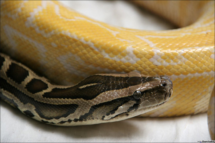 Пара змей (видны вертикальные зрачки). Головы. Штат Селангор, Малайзия