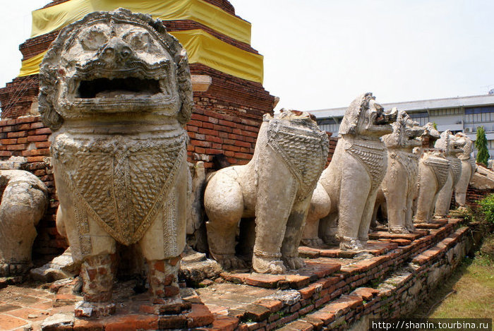 Каменные львы Аюттхая, Таиланд