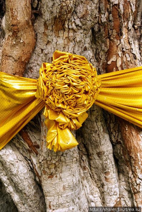 Праздничный бант на дереве бодхи Аюттхая, Таиланд