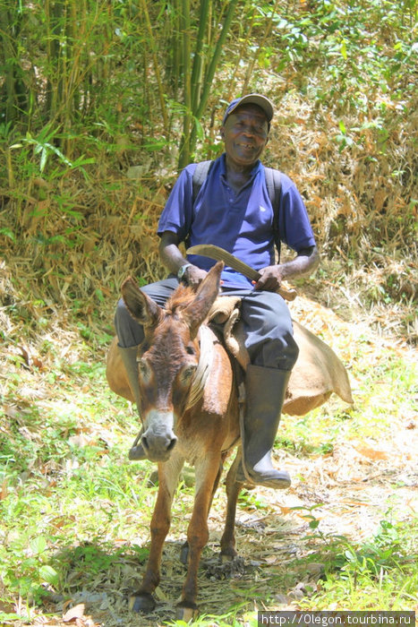 Ишачок- удобный транспорт Гренада
