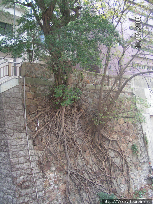 Дерево выросло из камня Остров Гонконг, Гонконг