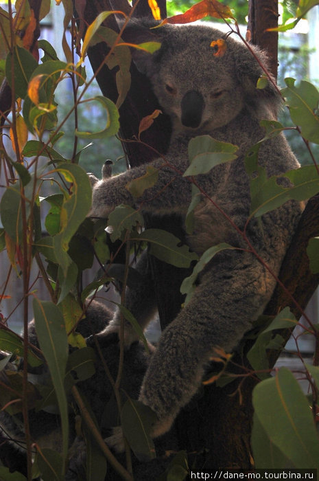 Зоопарк: кенгуру и коалы Индурупилли, Австралия