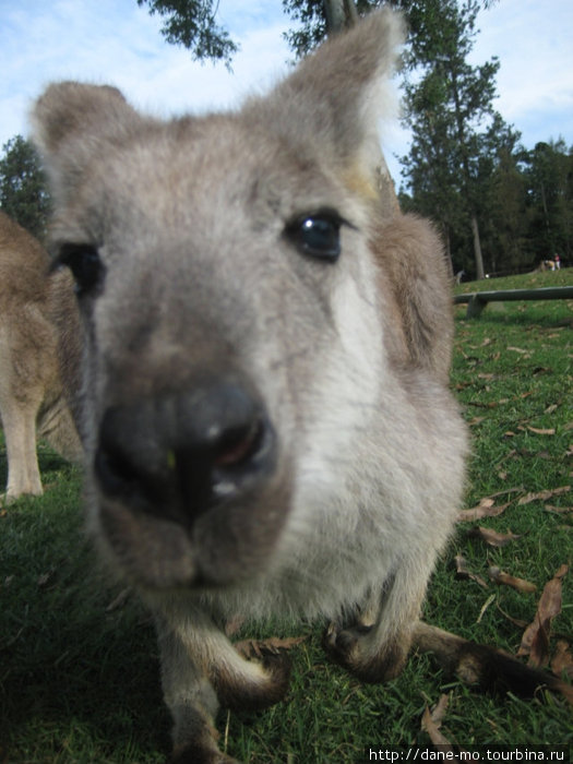 Теперь кенгуру — мои любимые животные Индурупилли, Австралия