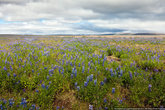 В Исландии сейчас цветут поля люпинов.