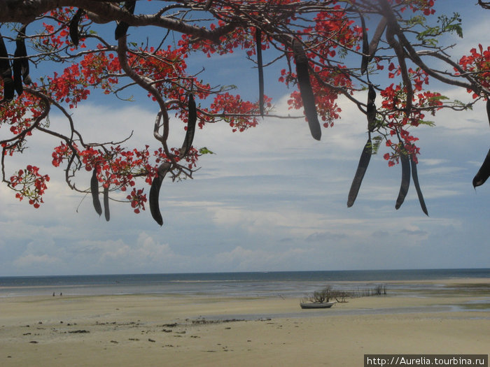 Райский уголок на берегу Индийского океана Провинция Прибрежная, Кения