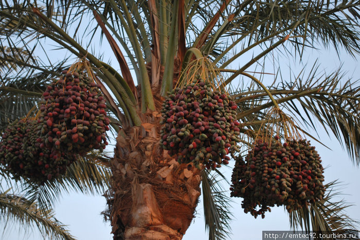 Где Можно Купить Экзотические Растения В Египте
