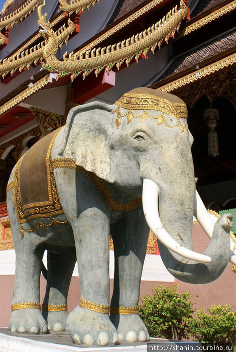 Тот самый слон Чиангмай, Таиланд
