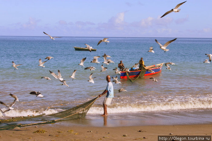 Любители свежей рыбки в море на земле и в воздухе Гояве, Гренада