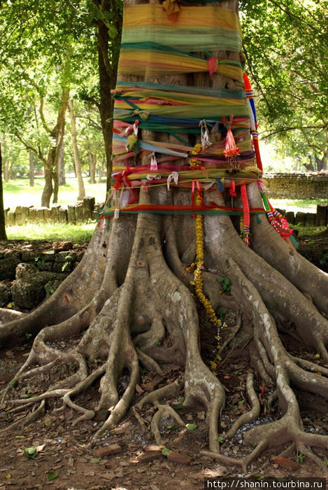 Священное дерево бодхи Си-Сатчаналай Исторический Парк, Таиланд