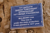 Дерево тутовника, посажено в 1477 году
