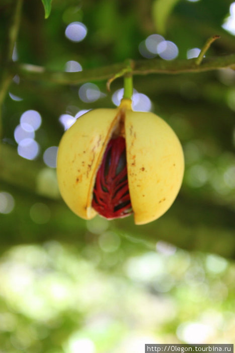 Плод мускатного ореха Гренада