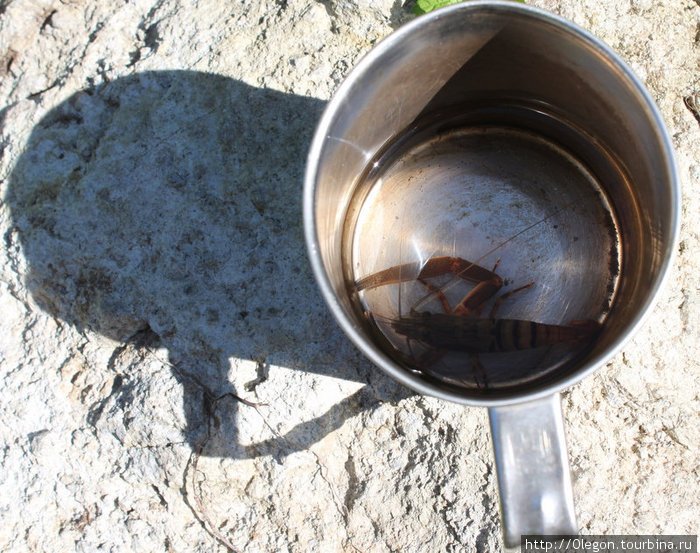 Ракообразная креветка, пойманная кружкой в реке Гренада