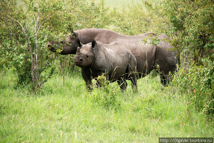 Носороги заповедника Масай Мара — мама с сыном Масаи-Мара Национальный Парк, Кения