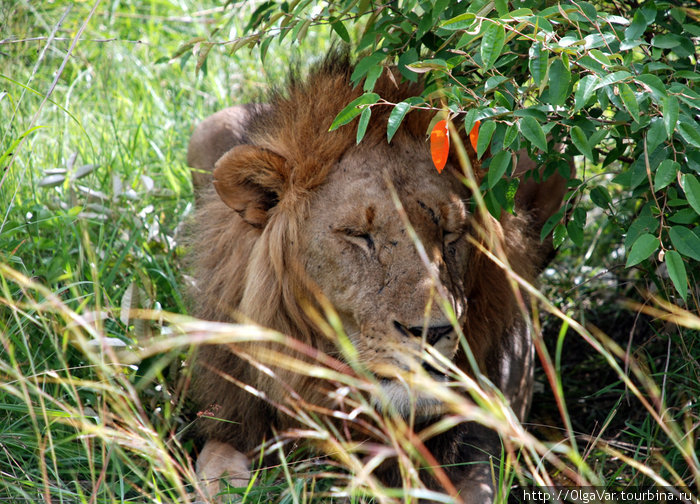Послеобеденный сон Масаи-Мара Национальный Парк, Кения