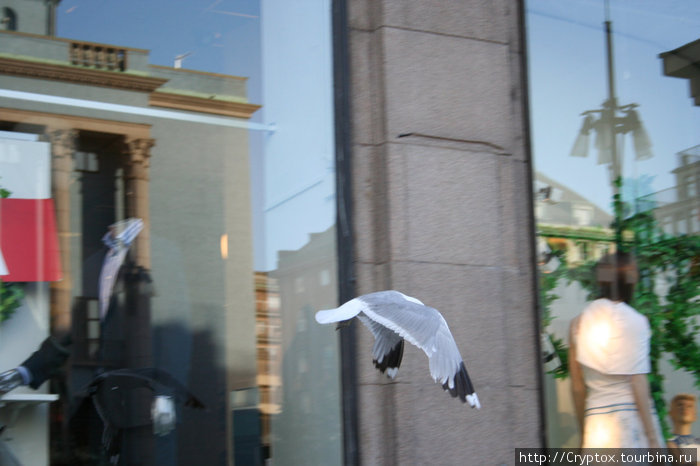 Морской город — вместо голубей — чайки Стокгольм, Швеция