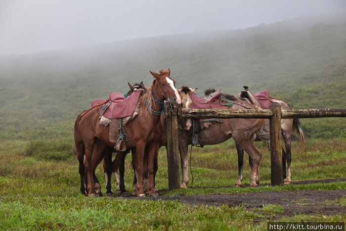 от поселка до кратера Сьерра Негра 9км. преодолеть их можно пешком или проехать часть пути на лошади. Остров Исабела, Эквадор