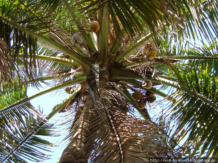 мм кокосики=) за 2 года наловчилась как индус лазить по пальмам и снимать кокосы Ченнаи, Индия