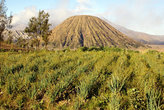 Вулкан Баток и поле лука