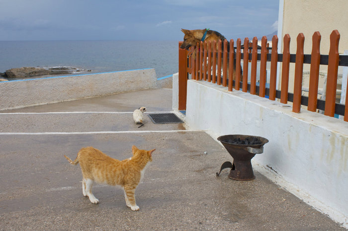 в деревне... полно котов, они ничего не боятся... Архипелаг Киклады, Греция