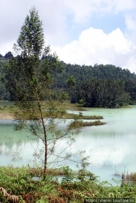 На озере Телага Варна Тегал, Индонезия