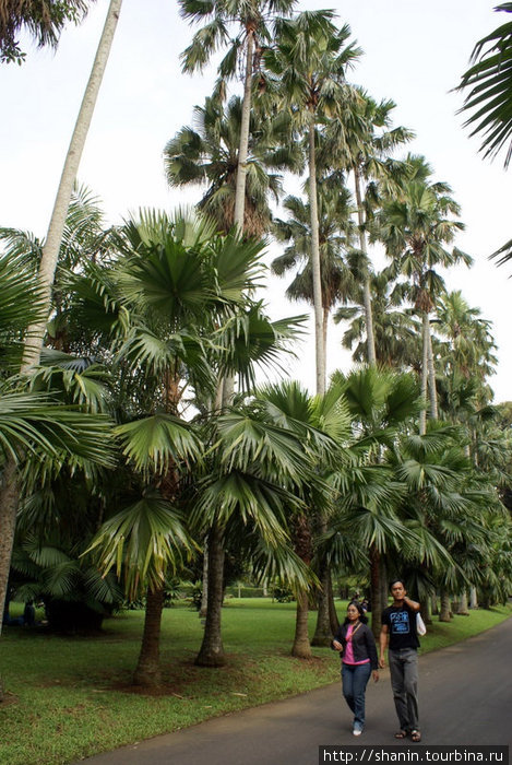 Аллея в ботаническом саду Богор, Индонезия