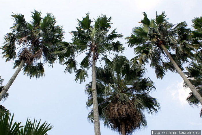 Очень высокие пальмы — одна из достопримечательностей ботанического сада Кебун-Райя Богор, Индонезия