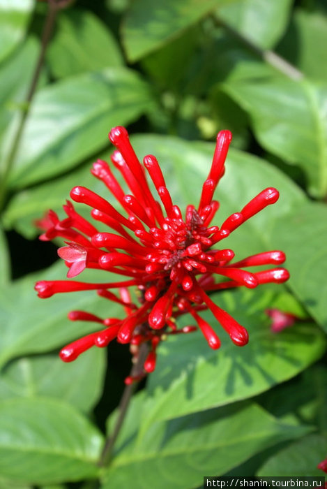Цветок Богор, Индонезия