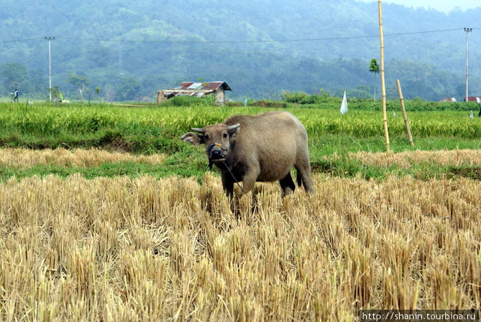 Буйвол на рисовом поле Кота-Гаданг, Индонезия