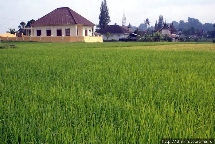 Дом на зеленом рисовом поле Кота-Гаданг, Индонезия