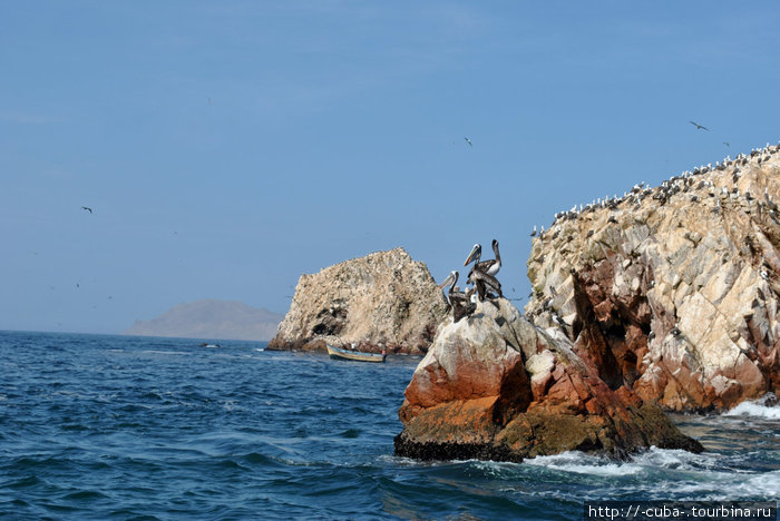птичьи острова Балестас неподалеку от полуострова Паракас, маленькие Галапагосы Острова Бальестас Национальный Резерват, Перу