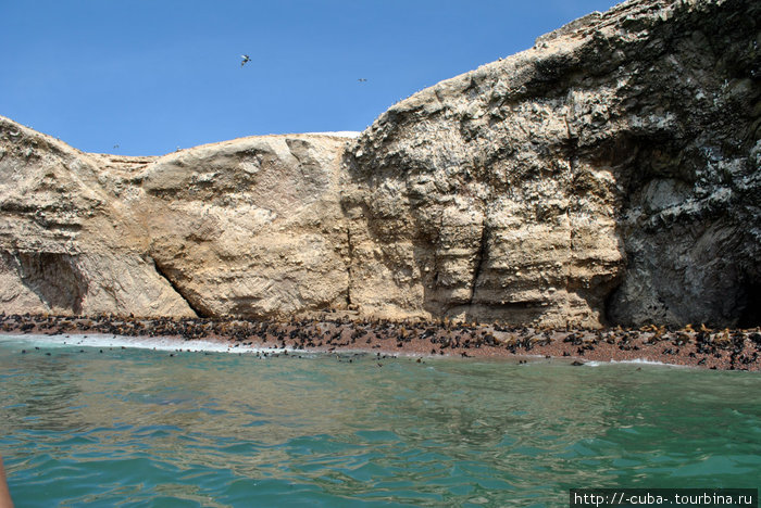 галечный пляж морских котиков Острова Бальестас Национальный Резерват, Перу