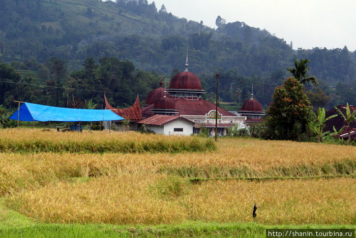 Деревенская мечеть на краю рисового поля Букиттинги, Индонезия