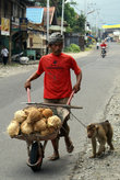 Сборщик кокосов с помощником