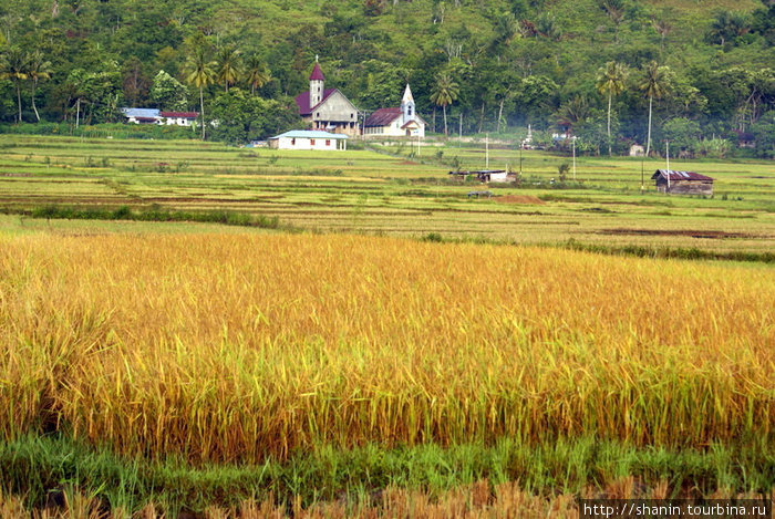 Рисовое поле Остров Самосир, Индонезия