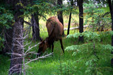 Это elk. Вроде оленя. Наверное, это самка, потому что без рогов.