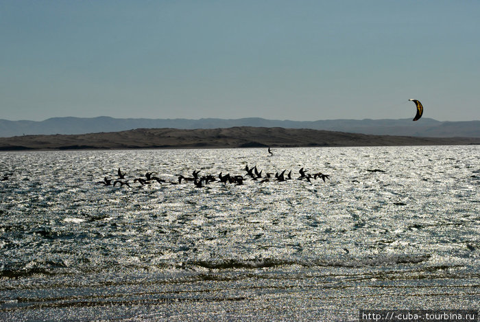 пингвины :) Острова Бальестас Национальный Резерват, Перу