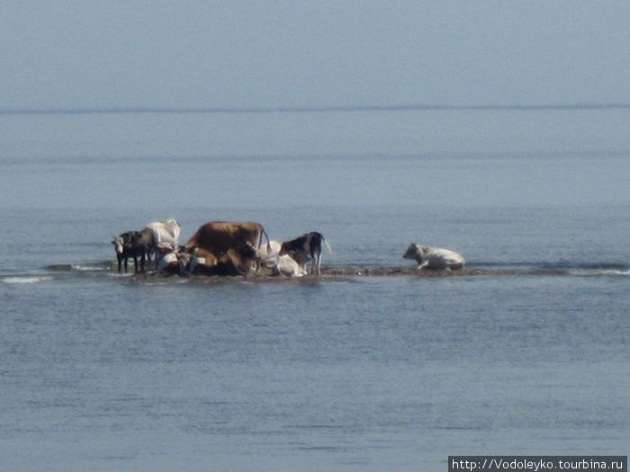 коровы тоже очень уважают Байкал Иркутская область, Россия