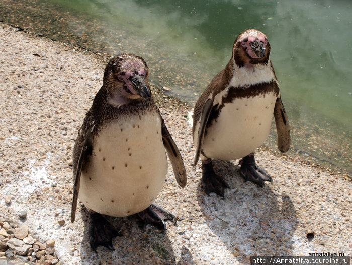 Пингвины Калужская область, Россия