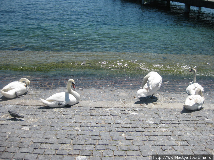 лебеди загорают на солнышке Цюрих, Швейцария