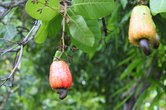 Плод кешью, кроме орешка можно есть и плод- он имеет кисло-сладкий вкус с интересным ароматом